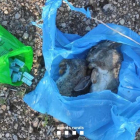 Conejos muertos y pastillas de veneno interceptadas por los Agentes Rurales en el Baix Ebre en una finca de críticos.