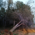 Árbol caído en el Pla de la Font de Almacelles (Lleida)