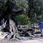 Lluís Porta y Maria José Beltran observan uno de los olivos monumentales del Arion, en Ulldecona.