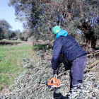 Un treballador tallant rames d'oliveres durant l'esporga d'una finca de Sant Rafel del Riu.