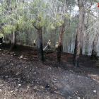 El guego ha quemado 2.200 m2 de vegetación agrícola y forestal.