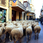 Las ovejas del pastor Salvador López traspasando el municipio de L'Arboç.