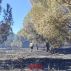 Imatge del camp afectat per l'incendi a