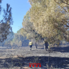 Imagen del campo afectado por el incendio en la Abeurada de Reus.