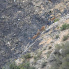 Tres exemplars de cabra salvatge, al seu pas pel Parc Natural del Montsant