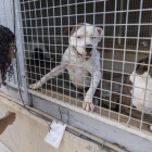 Imatge d'arxiu de gossos en una de les gàbies que hi ha a la Protectora d'Animals de Tarragona.