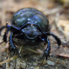 Imagen de un escarabajo del estiércol.