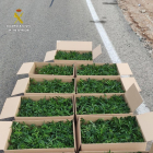 Los agentes descubrieron 1.123 plantas de marihuana de pequeño tamaño en el maletero de un coche en la Bisbal.