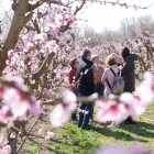 Presentació de la campanya 'Ribera en flor' en un camp d'arbres fruiters florits de Benissanet, a la Ribera d'Ebre.