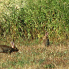 Diversos conills en un camp.