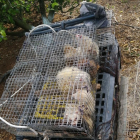 Furies engabiades localitzades pels Mossos a dos furtius que caçaven conills sense permís en una àrea privada de Roquetes.