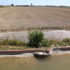 El agua entra desde la acequia de riego a un arrozal en Sant Jaume d'Enveja.