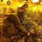 Agents de la Guàrdia Civil en l'operatiu per desmantellar una plantació de marihuana a Cunit.