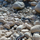 Fotografia de diumenge passat amb tres anguiles mortes al gran toll del Riu Francolí