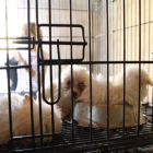 Imatge dels gossos a les gàbies de conills.