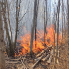 Incendi al bosquet de l'estany d'Ivars i Vila-sana.