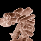 Bactèries E.Coli.