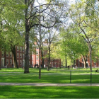 Científicos de la Universidad de Harvard recomienda tomar este "superalimento".