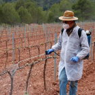 Un tècnic de la ADV aplicant el producte fitosanitari en una finca de vinya del Pla de Manlleu (Alt Camp).