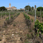 Una vinya de la Granada amb el sol molt sec per la falta de pluges.