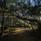 Interior del Bosc de la Marquesa, situat a 8 km del centre de Tarragona.