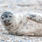 Imagen de archivo de una foca.