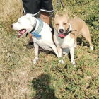 Els dos gossos de raça perillosa que anaven amb el seu propietari.