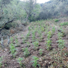 Plantació de marihuana.