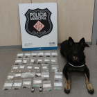 La Greta és la gossa de la unitat canina de la policia Municipal de Girona que va detectar la droga.