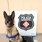 La gossa Laika, de la unitat canina de la Policia Municipal de Girona, amb el paquet que contenia marihuana.