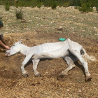 Los agentes hallaron un caballo desnutrido y en mal estado en una finca de Roquetes.