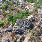 Un exepmlar de gavina corsa en un niu trobat al recompte del Port de Tarragona.