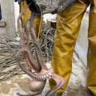 Un pop roquer en mans d'un pescador.