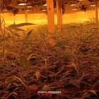 Plantes de marihuana localitzades a l'interior del mas de Vinyols i els Arcs.