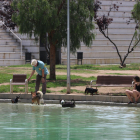 Propietaris de gossos remullant-se al parc de l'Espanya Industrial per fer front a l'onada de calor.