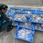 Se intervinieron 111 kilogramos de pescado que no cumplía con la talla mínima requerida para su pesca.