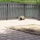 Imatge del teixó passejant-se pel Racó del Riu a. Amposta.