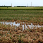 Espigues d'arròs seques per la salinitat al Delta, davant altres quadres que resisteixen i on les espigues han crescut.