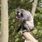 Un dels ximpanzés del Zoo de Barcelona, amb el gelat de fruites i verdures que els conservadors han incoroporat a la dieta.