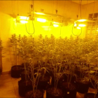Una de las plantaciones de marihuana desmanteladas por la Guardia Civil.