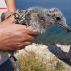 Imagen de un ejemplar de gaviota de Audouin.