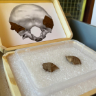 Els dos fragments de crani descoberts al jaciment de Moià.