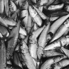 Imagen de sardinas de Tarragona, una especie amenazada por la subida de la temperatura del agua del Mediterráneo.