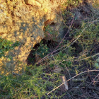 Estat actual del forn romà de la partida de la Buada, envoltat d'herbes.