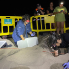 Miembros de la Fundación CRAM localizan un nuevo nido de tortuga careta en la playa de Calafell.