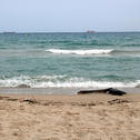 Punt de la platja del Miracle de Tarragona, on ha aparegut un cos sense cames i braços arrossegat pel mar.