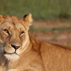 Imatge d'archiu d'una lleona.