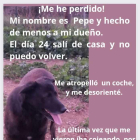 Imagen de Pepe, el perro perdido en Tarragona tras sufrir un accidente.