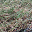 Imatge de l'arròs afectat per les pedregades.