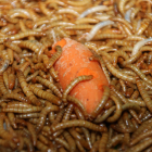 Larvas de la empresa Iberinsect comiendo una zanahoria.